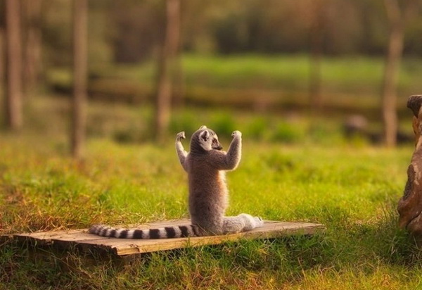 Go Lemur, Go Lemur, Go Lemur!!!
