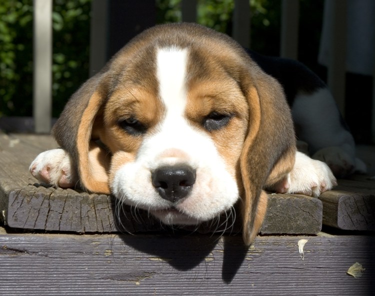 Animals___Dogs_Beagle_dog_is_sad_049937_