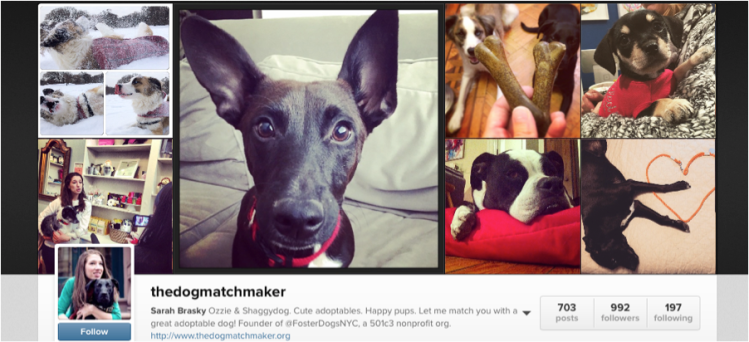 TheDogMatchmaker
